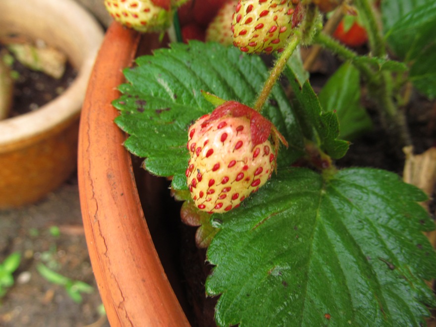 unripe strawberry